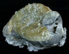 Fossil Whelk With Golden Calcite Crystals #6052-2